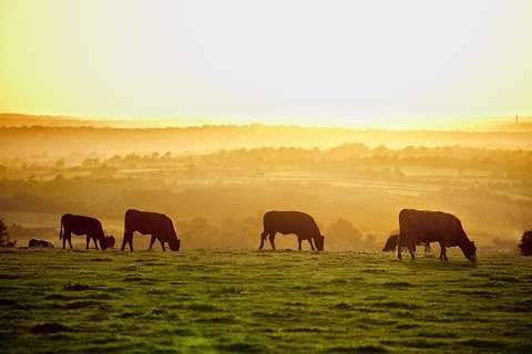 Photo: The Meat Hub